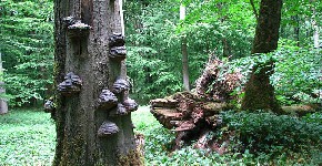 Nationaal Park Hainich