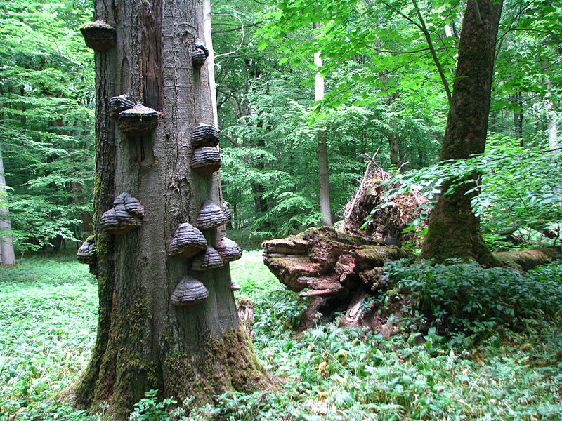 Nationaal Park Hainich