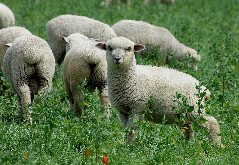 schapen in nieuw-zeeland